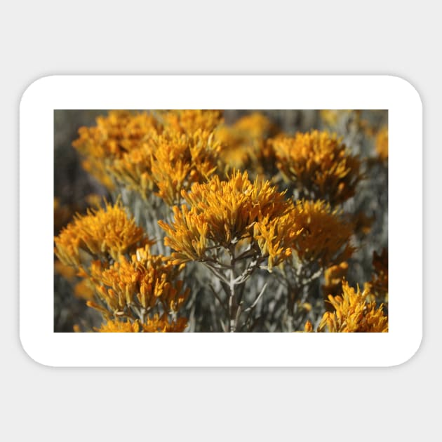 Sage in Bloom Sticker by Rob Johnson Photography